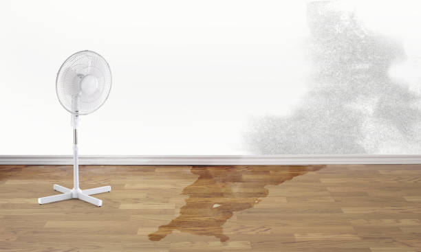 Best Basement water damage restoration  in Powderly, TX